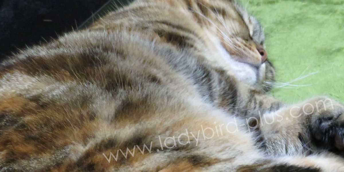 スコティッシュフォールドのアメリ